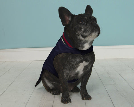 HIPSTER PUPS Jacket in Navy