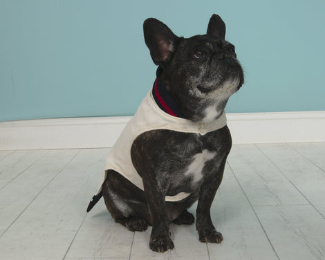 HIPSTER PUPS Jacket in White