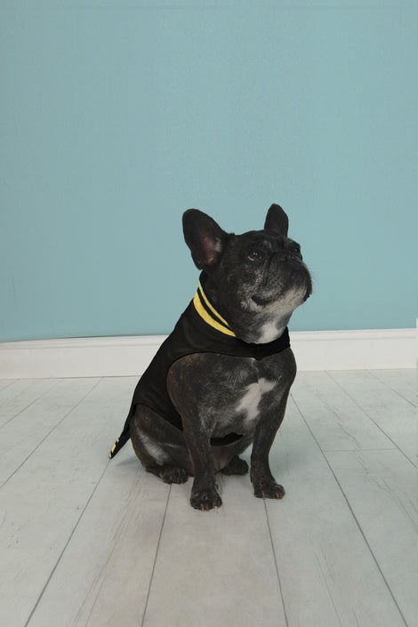 Hipster Pups Bomber Jacket 